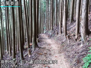 水尾参道の木立